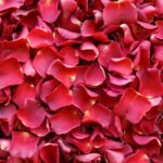 Rose Petals